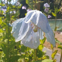 Meconopsis 'Louise'